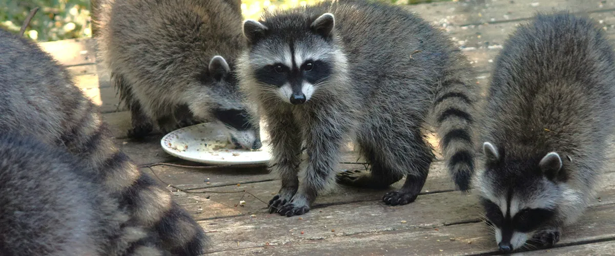 racoons on deck eating off a plate